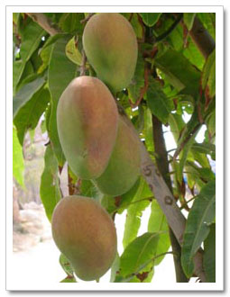 Ripe Fruit